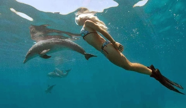 delfiny (1)